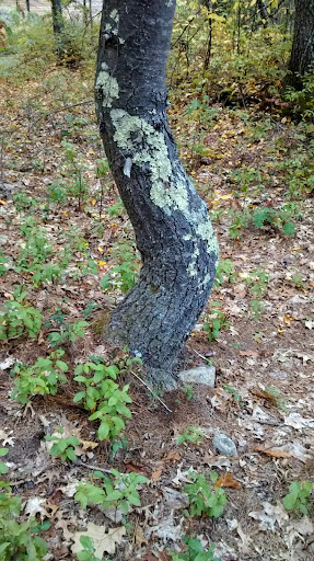 Nature Preserve «Summer Star Wildlife Sanctuary», reviews and photos, 690 Linden St, Boylston, MA 01505, USA