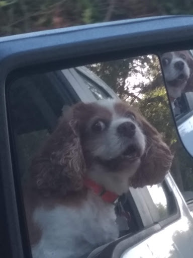 Pet Supply Store «PetSmart», reviews and photos, 1700 Norman Dr #200, Valdosta, GA 31601, USA