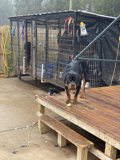 Israel Kennels LLC Rottweilers & French Bulldogs