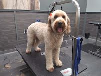 Pet Supplies Plus Casa View - Photo 7 - Car repair in Dallas, TX, Dallas