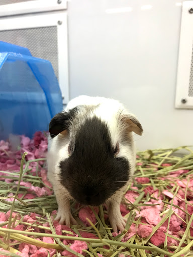 Pet Supply Store «Petco Animal Supplies», reviews and photos, 3150 Erie Blvd E #500, Syracuse, NY 13214, USA