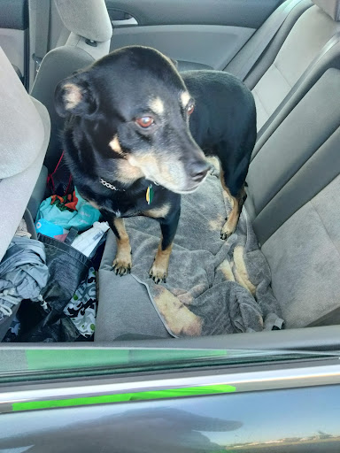 Georgetown Animal Hospital image