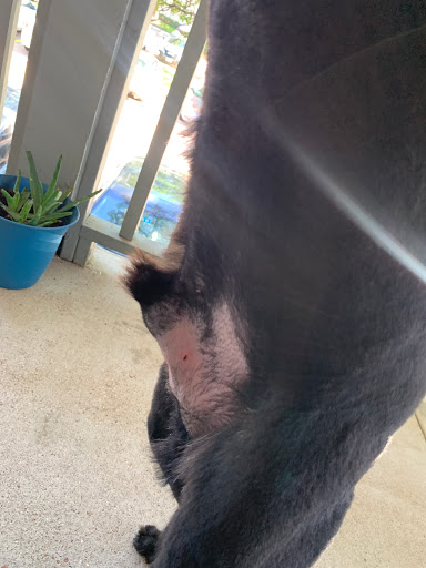 Pet Store «Downtown Pawz», reviews and photos, 1623 Main St #106, Dallas, TX 75201, USA