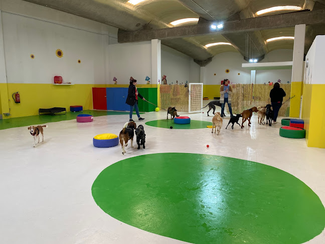 Avaliações doDogga Academy for Dogs - Treino de cães em Porto - Academia