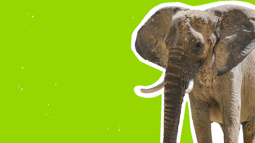 Zoo «The Maryland Zoo in Baltimore», reviews and photos, 1 Safari Place, Baltimore, MD 21217, USA