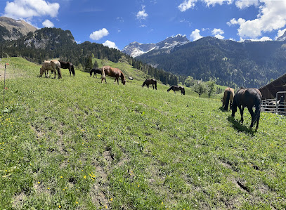 Altersweide für Pferde im Herzen der Zentralschweiz