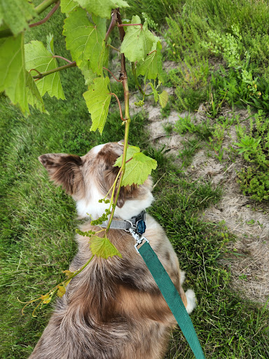Winery «Madison County Winery», reviews and photos, 3021 St Charles Rd, St Charles, IA 50240, USA