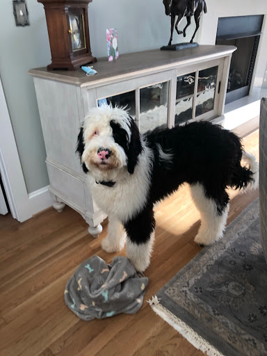 Dog Trainer «Off Leash K9 Training, Charlottesville», reviews and photos, 8782 Seminole Trail, Ruckersville, VA 22968, USA