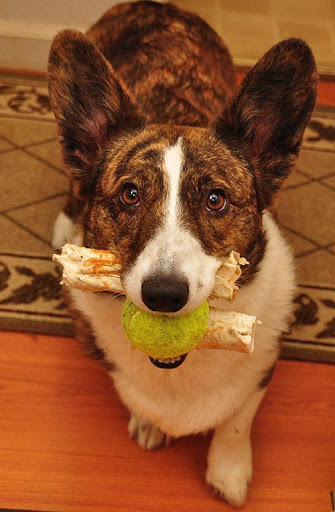 Pet Store «Paws & Fins Pet Shop», reviews and photos, 360 Tormey Ln NE, Bainbridge Island, WA 98110, USA