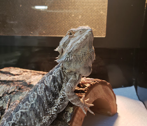 Pet Store «Fish Bowl», reviews and photos, 2117 E Race Ave, Searcy, AR 72143, USA