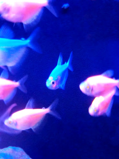 Pet Supply Store «Petco Animal Supplies», reviews and photos, 1951 N Military Trl c, West Palm Beach, FL 33409, USA