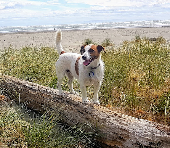 Pawsitive Steps Dog Training - Christchurch