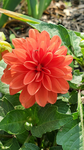 Farm «Blooming Hill Lavender Farm», reviews and photos, 19929 Telegraph Springs Rd, Purcellville, VA 20132, USA