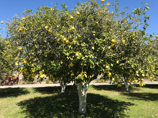 Produce Market «Orange Patch», reviews and photos, 2717 E Lehi Rd, Mesa, AZ 85213, USA