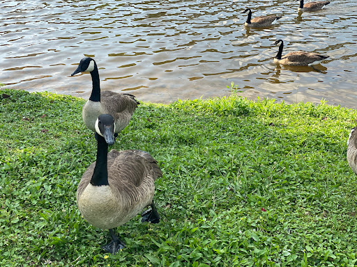 Park «Grandville Gude Park», reviews and photos, 8300 Mulberry St, Laurel, MD 20707, USA