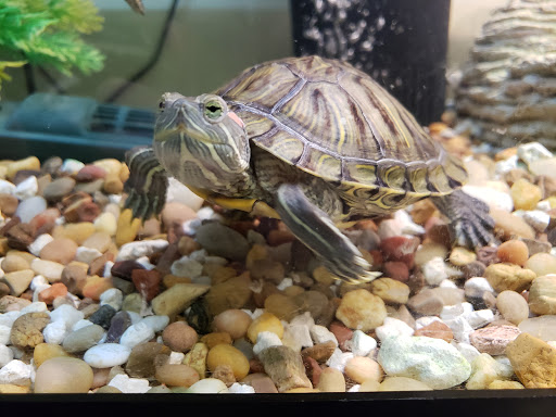 Pet Supply Store «PetSmart», reviews and photos, 1411 S Harbor Blvd, Fullerton, CA 92832, USA