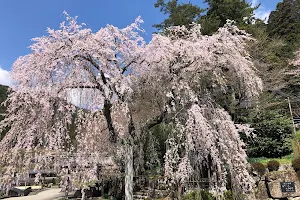 森山神社のしだれ桜 image