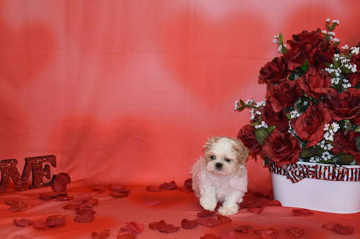 Pet Store «Puppy City», reviews and photos, 3343 Valley Pike, Winchester, VA 22602, USA