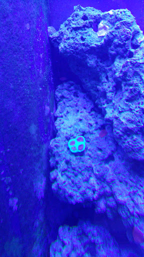 Tropical Fish Store «Blue Seas Aquariums», reviews and photos, 2750 N University Dr, Sunrise, FL 33322, USA