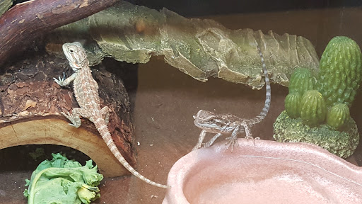 Pet Supply Store «PetSmart», reviews and photos, 421 Commerce Dr, Victor, NY 14564, USA