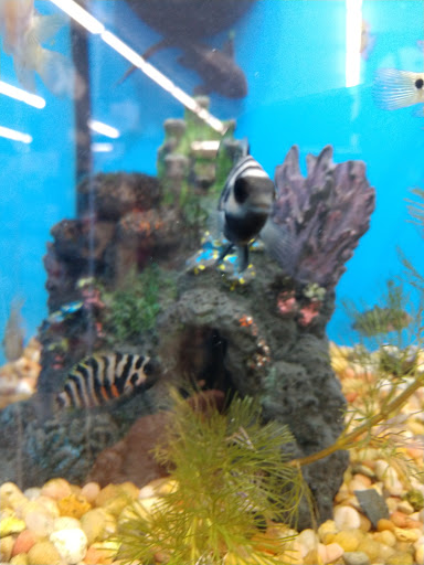 Pet Supply Store «Pet Supplies Plus», reviews and photos, 319 N Berkeley Blvd, Goldsboro, NC 27534, USA