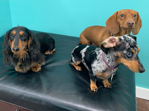 Pupcakes Playcare - Doggie Daycare, Boarding, and Grooming