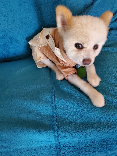 Pet Groomer «Woof Gang Bakery & Grooming Raleigh», reviews and photos, 4421 Six Forks Rd #120, Raleigh, NC 27609, USA