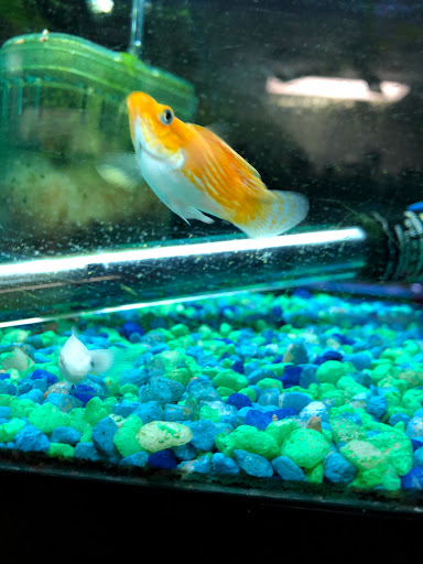 Pet Store «Colchester pet Shop LLC», reviews and photos, 111 Loomis Rd #2a, Colchester, CT 06415, USA