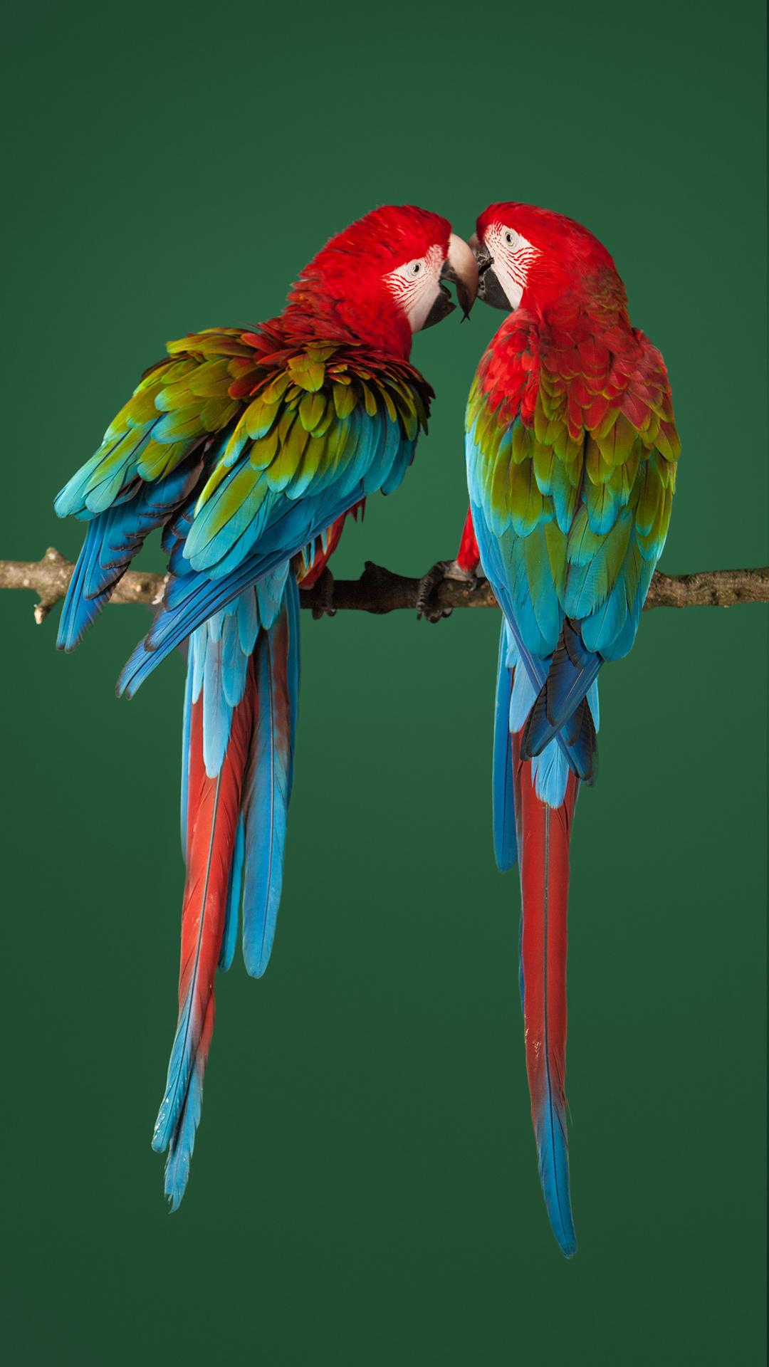RAGAV PETS