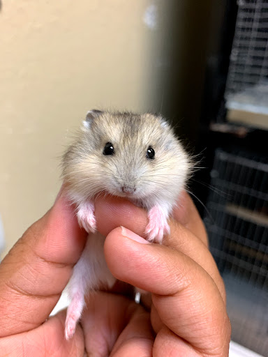 Pet Supply Store «PetSmart», reviews and photos, 4180 US-1, Monmouth Junction, NJ 08852, USA