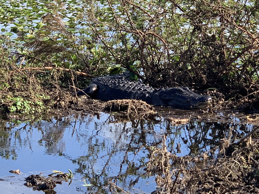 Recreation «Kissimmee Swamp Tours», reviews and photos, 4500 Joe Overstreet Rd, Kenansville, FL 34739, USA