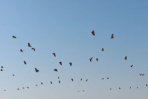 Bird Feeding Home For Demoiselle Cranes image