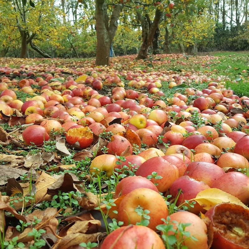 Apple Orchard