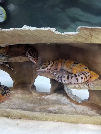 Pet Supply Store «Petco Animal Supplies», reviews and photos, 2210 N Eagle Rd, Meridian, ID 83646, USA