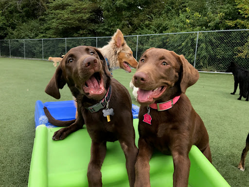 Pet Store «Happy, Clean and Smart», reviews and photos, 5700 W Kilgore Ave, Muncie, IN 47304, USA