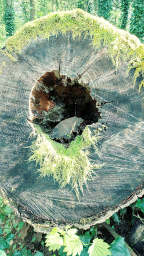 American Football Field «Doc Harris Stadium», reviews and photos, 1125 NE 22nd Ave, Camas, WA 98607, USA