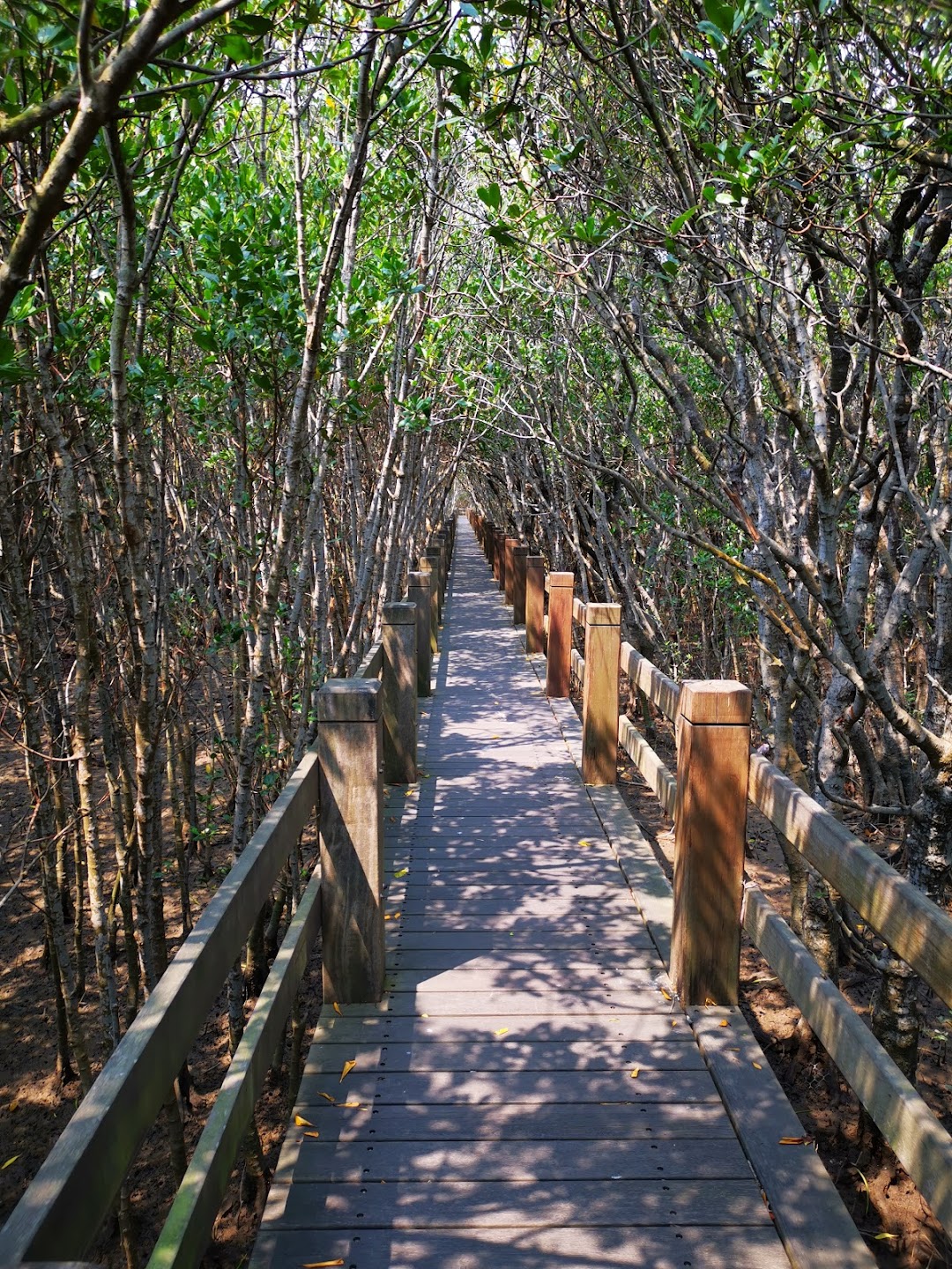 新丰红树林生态保护区