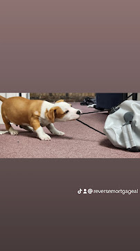 PetSmart - Photo 8 - Car repair in Hoover, AL, Birmingham