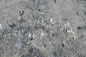 Melselvanur and Keelselvanur Bird Sanctuary-Ramanathapuram,Tamilnadu image