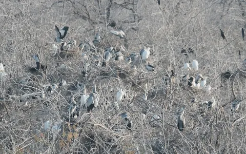 Melselvanur and Keelselvanur Bird Sanctuary-Ramanathapuram,Tamilnadu image