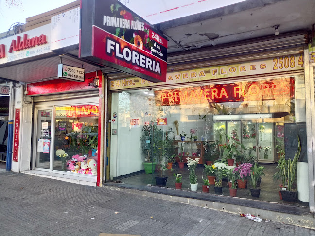 Florería PRIMAVERA FLORES