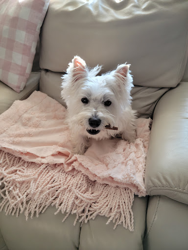 Pet Supply Store «For Pets Sake», reviews and photos, 2576 Montgomery Hwy # 6, Dothan, AL 36303, USA