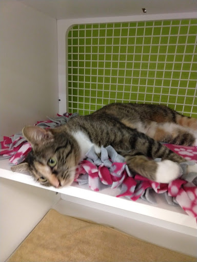 Pet Supply Store «Petco Animal Supplies», reviews and photos, 27111 167th Pl SE #113, Covington, WA 98042, USA