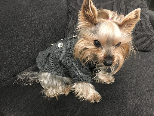 Clínica Veterinaria Toledano en Jaén