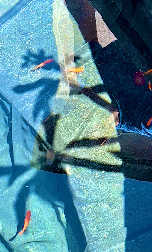 Pet Supply Store «PetSmart», reviews and photos, 2141 N Rose Ave, Oxnard, CA 93036, USA