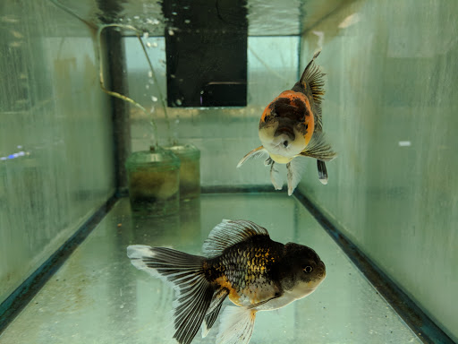 Pet Store «Forest Lake Pets», reviews and photos, 120 Lake St N, Forest Lake, MN 55025, USA