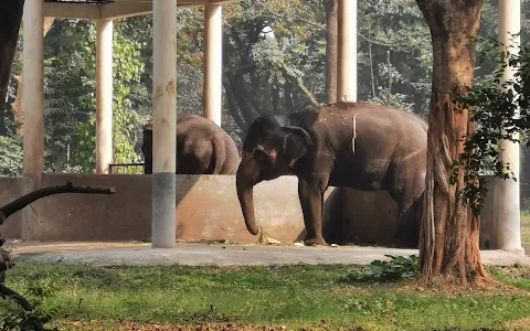 Elephant cage image