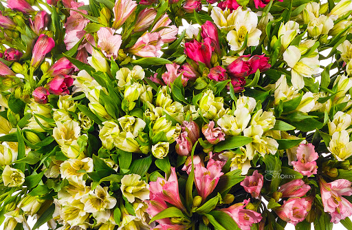 Florist «Cyber-Florist.com», reviews and photos, 4262 Entre Ct k, Chantilly, VA 20151, USA