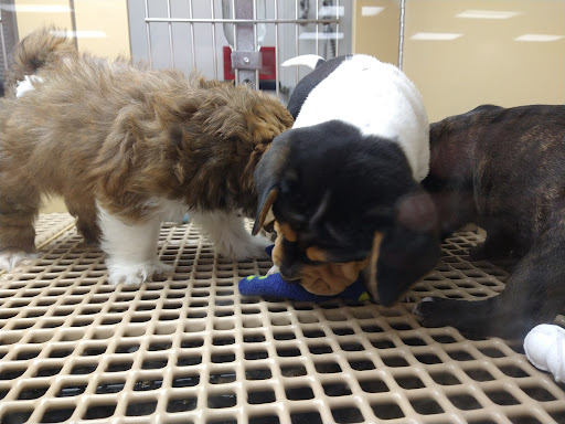 Pet Store «Petland», reviews and photos, 1514 Stonecreek Dr, Pickerington, OH 43147, USA