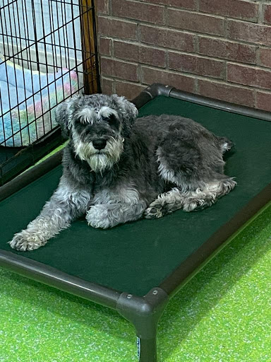 Pet Groomer «The Pet Set - Buckhead», reviews and photos, 2480 Briarcliff Rd NE #3, Atlanta, GA 30329, USA